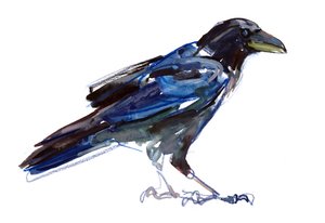 Kraai