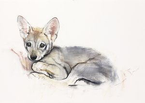 Gekrulde Arabische Wolvenwelp, 2009