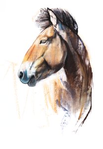 Woestijngeest (Przewalski)
