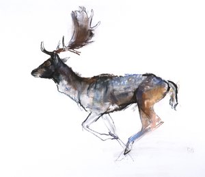 Avondbok (damhert)