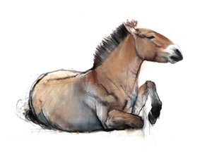 Zittende Przewalski, 2011