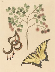 Kattenklauw (Mimosa circinalis) door Mark Catesby