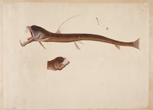 Chauliodus sloanei. Een wezen dat op een paling lijkt
