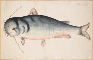 Keetrauk. Ongeveer 2,5 voet lang. Een meerval? door Mark Catesby