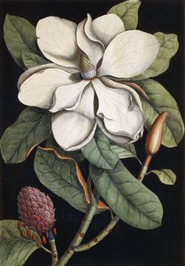 Laurierboom