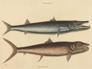 De Barracuda Esox barracuda, gepubliceerd 1754