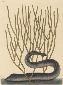 De Zwarte Muray (Muraenae helenae varietas) door Mark Catesby