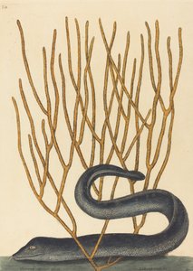 De Zwarte Muray Muraenae helenae varietas door Mark Catesby