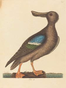 De Blauwvleugelige Slobeend Anas clypeata foemina, gepubliceerd 1754