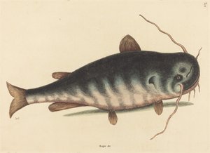 De meerval Silurus catus, gepubliceerd 1754
