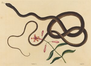 De Koetszweepslang (Coluber flagellum) door Mark Catesby
