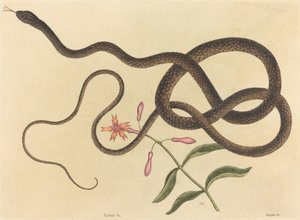 De Koetszweepslang Coluber flagellum door Mark Catesby