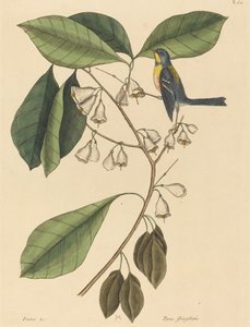 De Vinkenkruiper (Parus americanus) door Mark Catesby