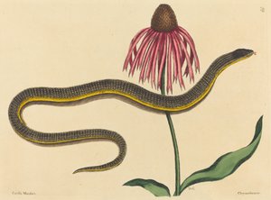 De glazen slang (Anguis ventralis) door Mark Catesby