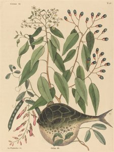 De kogelvis Tetrodon lagocephalus, gepubliceerd 1731-1743 door Mark Catesby