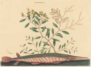 De groene garvis Esox osseus, gepubliceerd 1731-1743 door Mark Catesby