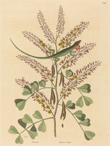 De groene hagedis van Jamaica Lacerta bullaris, gepubliceerd 1731-1743