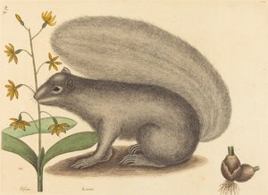 De grijze vos eekhoorn Sciurus cinereus