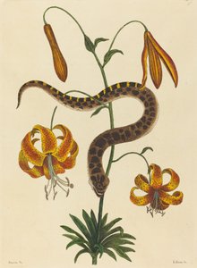 De varkensneusslang Boa contortrix, gepubliceerd 1731-1743