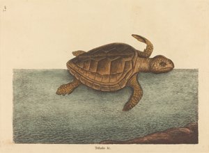 De Loggerhead Schildpad Testudo Cavanna, gepubliceerd 1731-1743