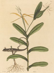 De Lyon Hagedis (Lacerta 6-lineata) door Mark Catesby