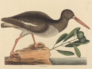 De Scholekster Hoematopus ostralegus, gepubliceerd 1731-1743