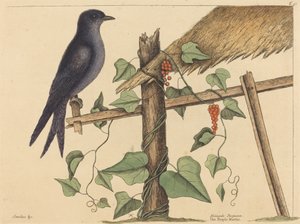 De paarse martin (Hirundo purpurea) door Mark Catesby