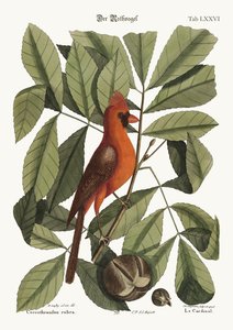 De rode vogel