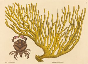 De roodklauwkrab (Cancer erythropus) door Mark Catesby