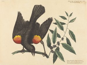 De Roodvleugelspreeuw (Oriolus phoeniceus)