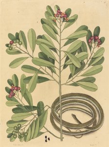 De lintslang Coluber saurita, gepubliceerd 1731-1743