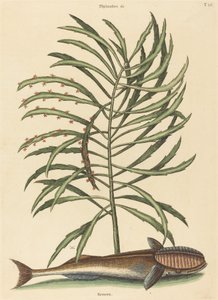 De Zuigvis (Echeneis naucratis)