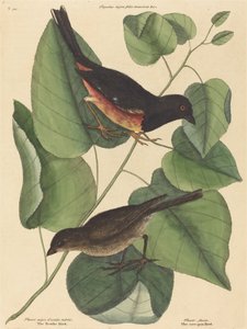 De Towhe Vogel Fringilla erythrophthalma, gepubliceerd 1754 door Mark Catesby