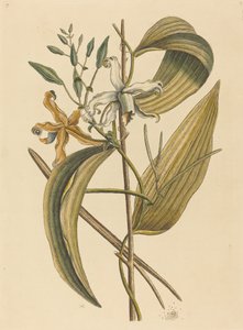 De Vanelloe Epidendrum Vanilla, gepubliceerd 1731-1743