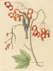 De Geelkeel Kluiver, gepubliceerd 1754 door Mark Catesby