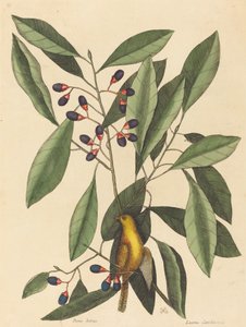 De gele pimpelmees Motacilla trochilus door Mark Catesby