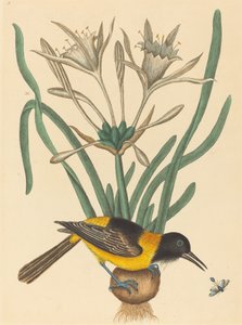 De gele en zwarte Pye (Oriolus Icterus) door Mark Catesby