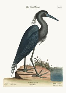 De blauwe reiger, 1749-73