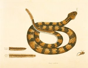 Viper Caudison Slang, Rattlesnake, plaat 41, vol. 1, uit de 