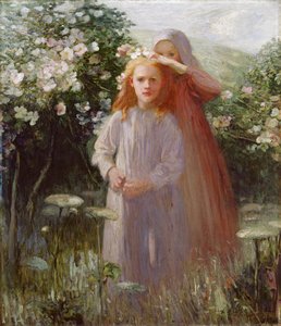 Wilde Rozen