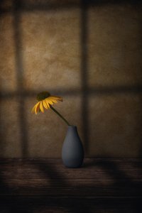 Schaduw van een gele bloem