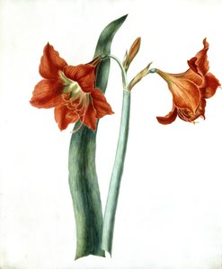 Amaryllis, ca. 1790