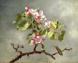 Appelbloesems en een kolibrie