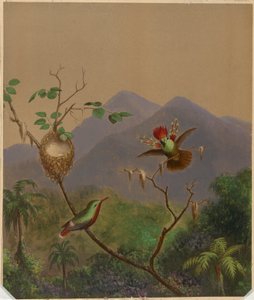 Braziliaanse kolibries III