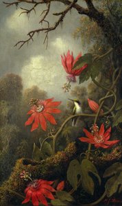 Kolibrie en Passiebloemen