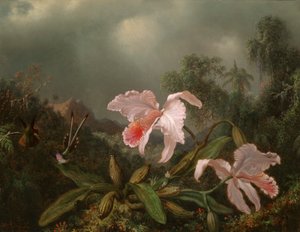 Jungleorchideeën en kolibries