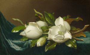 Magnolia