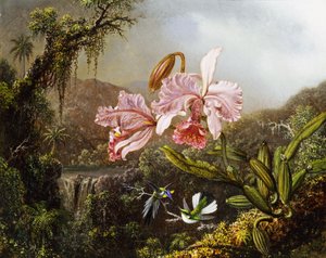 Orchideeën en kolibries in een Braziliaanse jungle