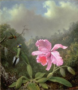 Stilleven met een Orchidee en een Paar Kolibries, ca. 1890s