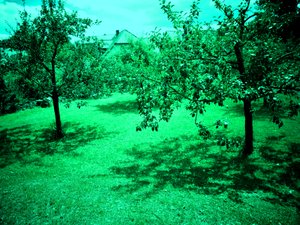 Appelbomen door Martina Konitzky